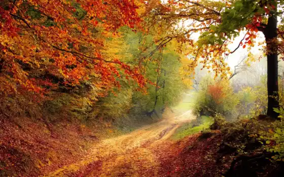 осень, лес, природа, лист, красивый, ноутбук, праздник, дерево, лиственный