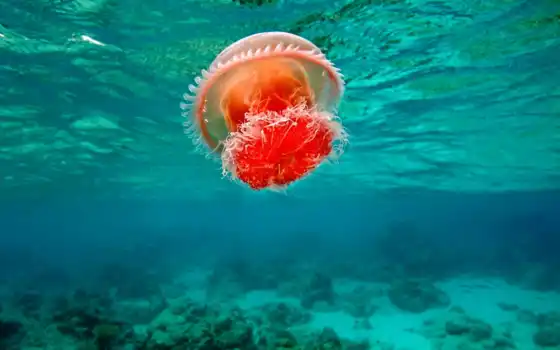 jellyfish, миро, live
