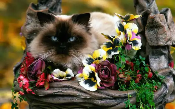 кот, цветах, цветы, 