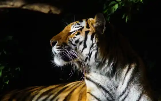 тигр, animal, cover, black, white, глаза, фон, канал, youtube, mobile, вид