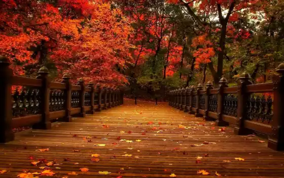 лист, парк, дерево, осень, природа, пасть, аллея, взгляд, прогулка