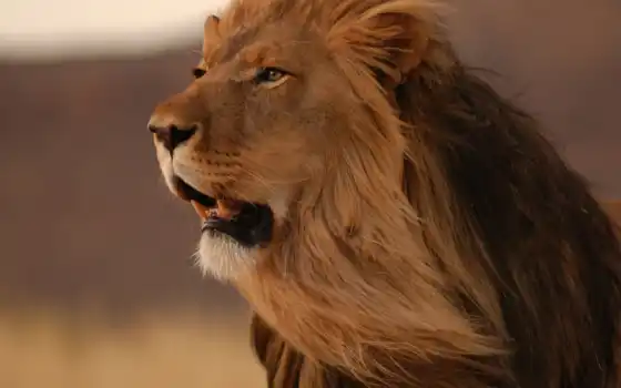 лев, король, животное