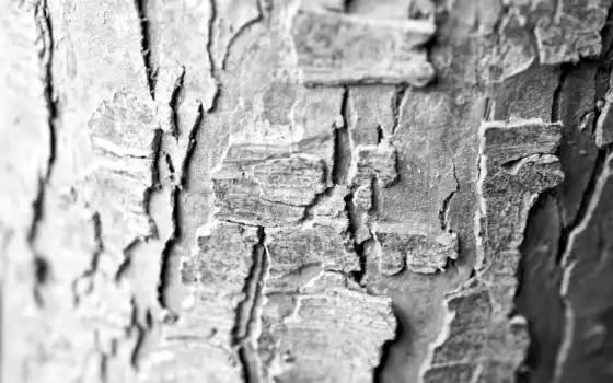 tree, bark, macro, les, texturas, desktop, árboles, cortezas, pack, kashebas, 