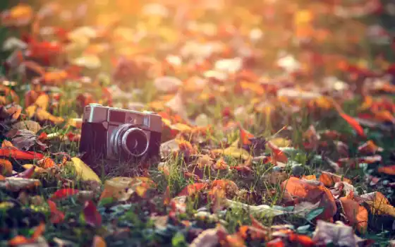 фотоаппарат, ретро, осень, макро, листва, свет, картинка, трава, взгляд, sun, старый, 