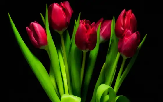 тюльпан, march, фиолетовый, oir, день