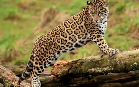лелеоп, jaguar, смесь, кошачь, все, они, животные, очень, взгляд,