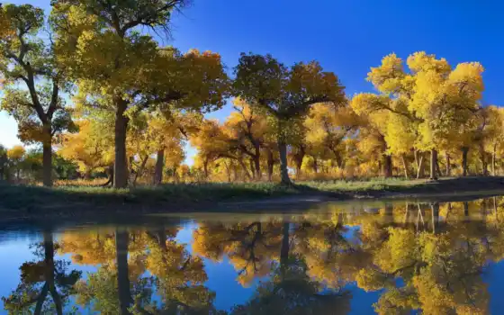 осень, пена, дерево, река, озеро, пейзаж, вода