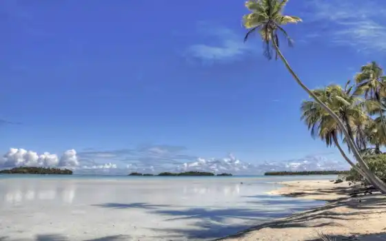 пляж, природа, пальма, дерево, во, дневной, Барбадос, Мальдивы