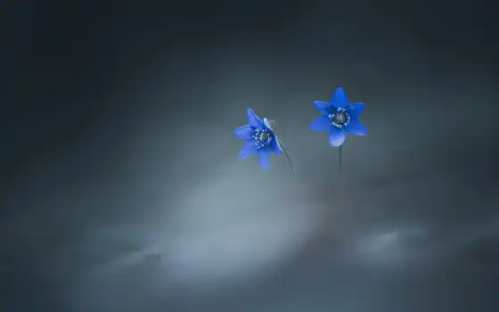 , синий, цветок, макро