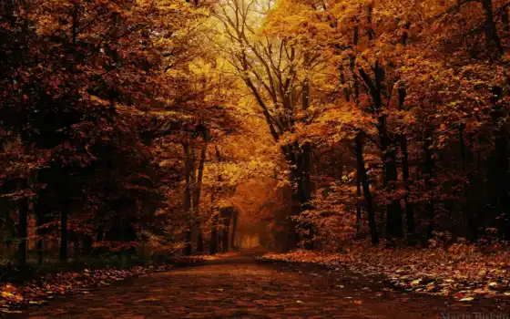 осень, лес, деревья, экскурсия, пейзаж, дерево, племя,