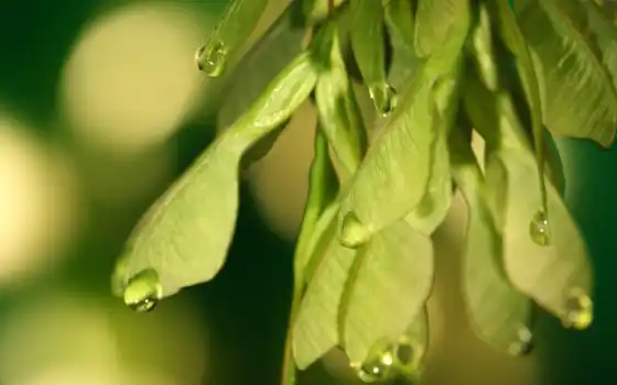 leaf, photography, зелёный, семена, drops, colibri, oboi, 