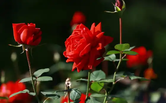 , розы, красный, сад, 
