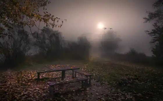 туман, осень, ночь, вечер, скамейка, дерево
