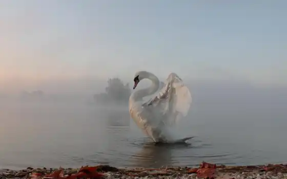 туман, лебедь, картинка