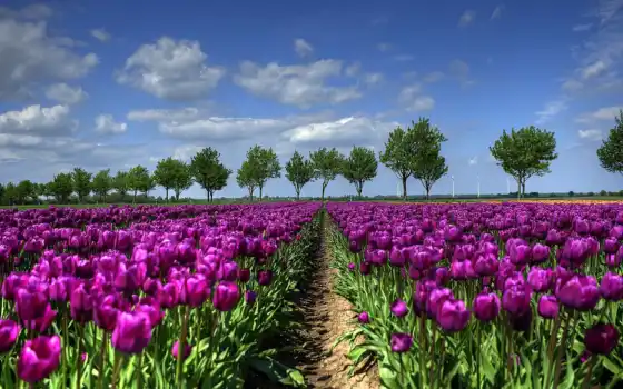 тлепан, поле, природа, дерево, весна, фиолетовый, цветы, Голландия