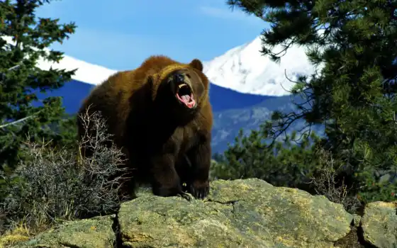 медведь, животных, медведи, людей, медведей, медведя, сказок, бурых, животному, 