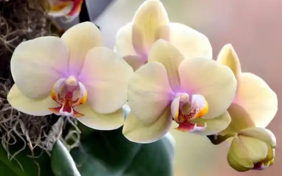 орхидеи, цветущие, цветов, 