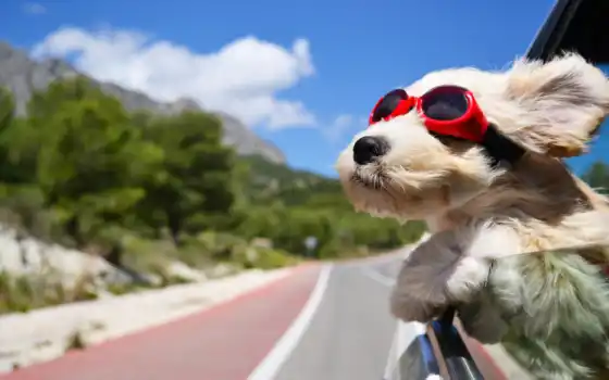 окно, собака, очках, ветер, собаки, морда, автомобиля, окна, машины, 