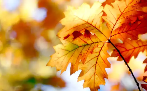 осень, лист, природа, тематика, yellow, дерево, color, side, цитатник, прочитать