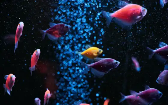 аквариум, fish, water, телефон, mobile, preview, smartphone, cofish, клеточка
