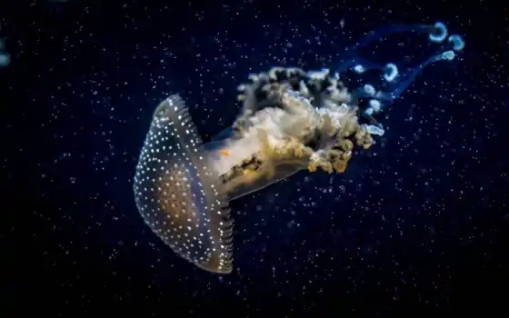 meduza, jellyfish, подводный
