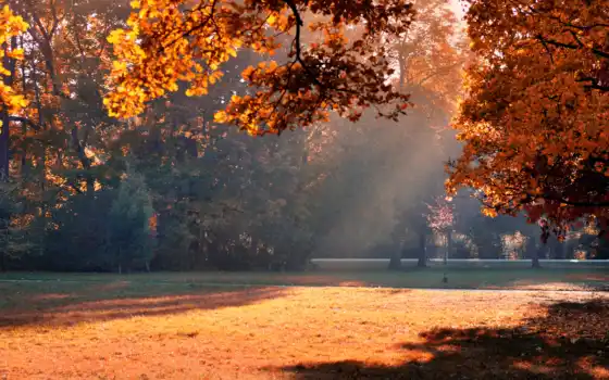 осень, машины, утро, свет, доброе, фак, листва, парк, деревья, 