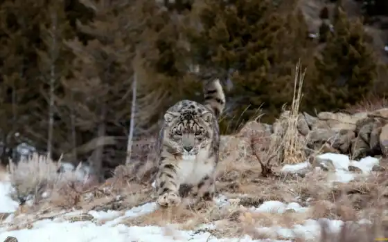 снег, леопард, 