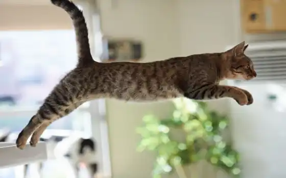 кот, прыжок, неудачный, интересно