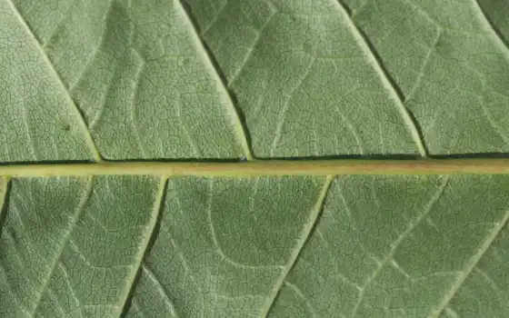 зелёный, природа, текстура, leaf, растение, листва, closeup, трава