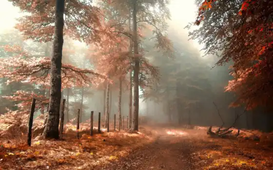 осень, лес, туман, дорога, забор, природа, картинка, 