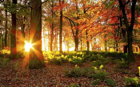 лес, лучи, фотороби, солнце, лучи, деревья, осень, кожа,