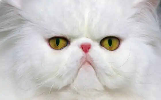 кот, персидский, животное, белый