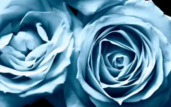 розы, цветы, высокого, качества, разрешения, голубые, 