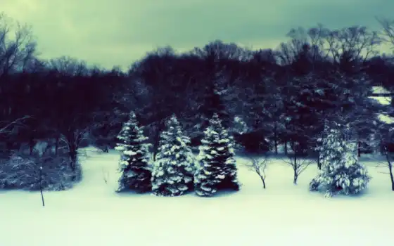 зимняя, елки, русская, слухие, различные,