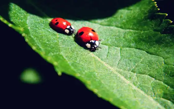ladybug, cover, animal, leaf, зелёный, два, канал, youtube