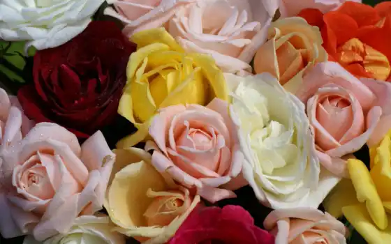 цветные, роза, подвижные, розовый, белый, желтый, красочные, взлет