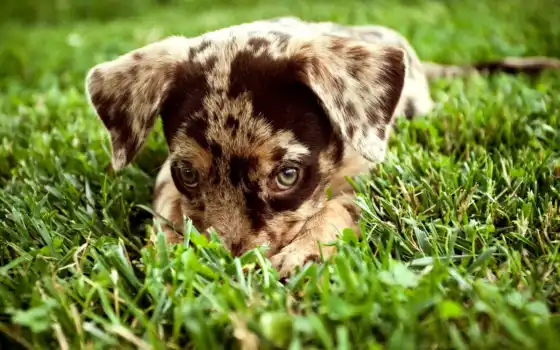 обои, щенок, собаки, щенок, коричневый, смазливые, траве, обои, пятнистый, настольный, клетчатка,
