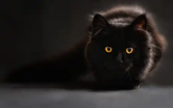 черный, животный, глянцевый, котенок,