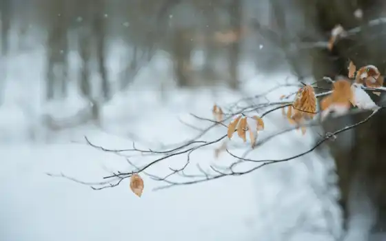 winter, природа, views, branch, berries, снег, desktop, макро, 
