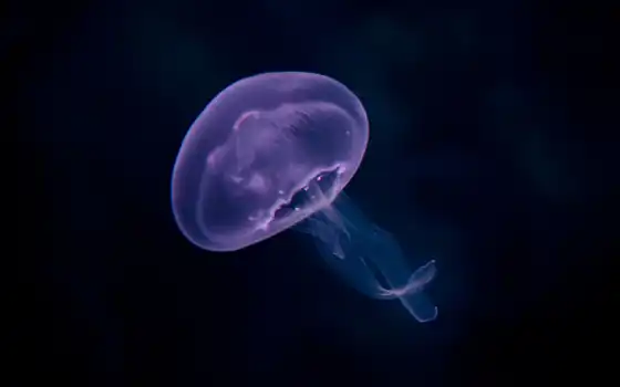 medusa, marine, zhitelnica