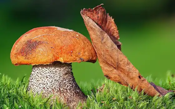 mushroom, грибница