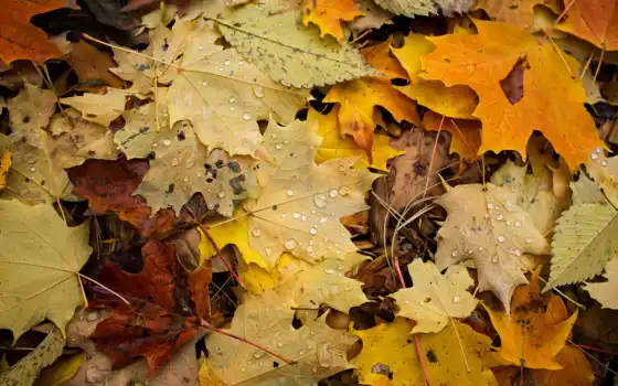 ли, осен, макро, природа, деревья, телефон, осень,