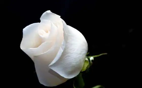 белый, розы,