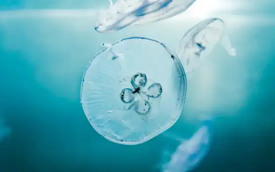 underwater, jellyfish, аквариум, миро, море, ocean, water, fish