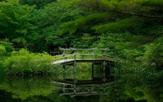 лес, мост, река, природа