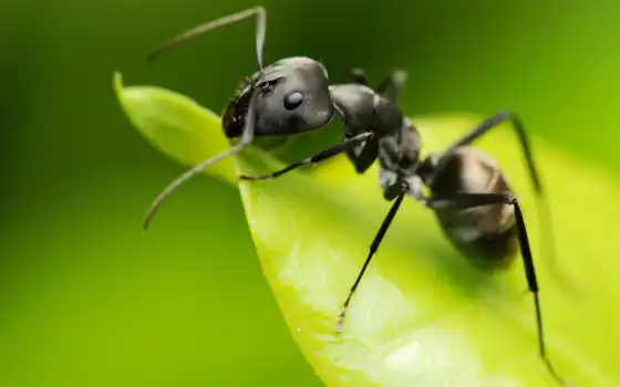 ant, ordinary, муравьи, муравьев, тонкоголовый, муравья, 