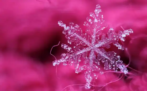makryi, today, день, цветы, снежинка, drop, lily, праздник, leaf, дерево
