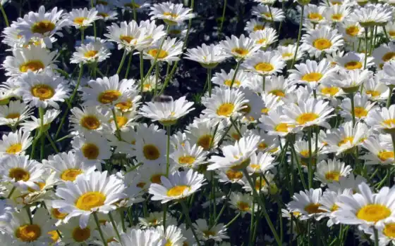 daisy, цветы, white, sunny, proromashka, funart