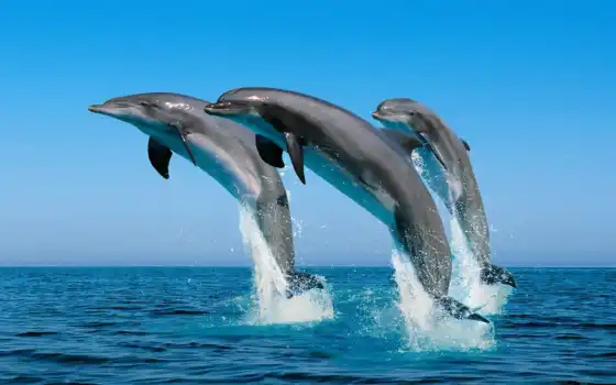 дельфина, три