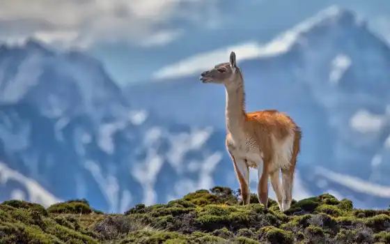 лама, гора
